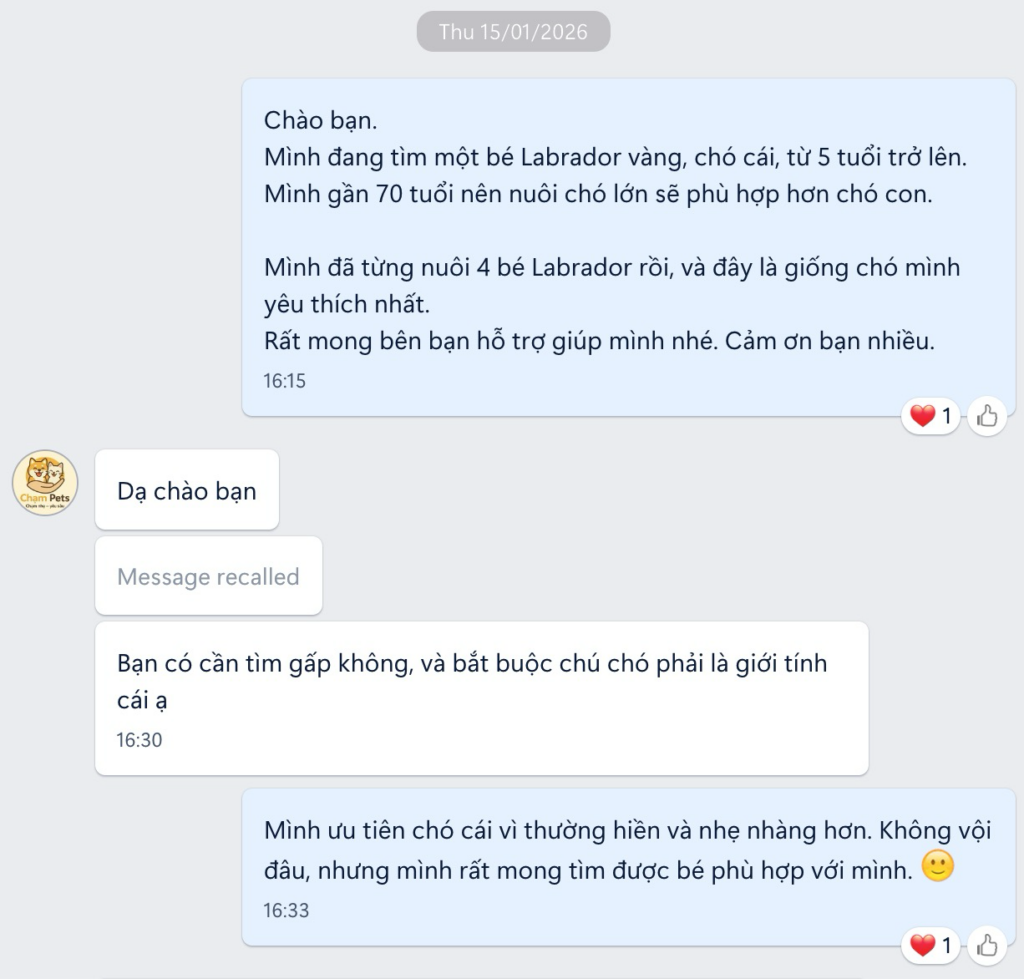 Early chat messages between the author and Cham Pets Family showing a polite, cooperative discussion about finding an older female Labrador.
